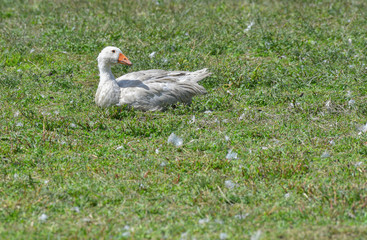 Oca bianca seduta sul prato verde