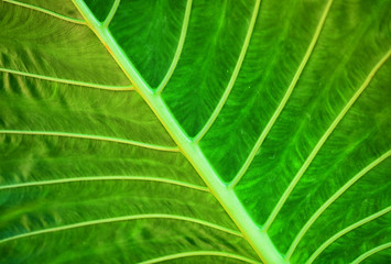 Tropical plant leaf