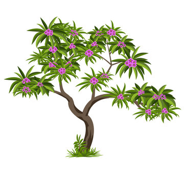 Tropical Tree With Flowers For Garden Scene Or Landscape