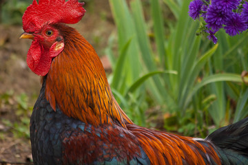 Rooster crest
Rooster with red crest in a farm