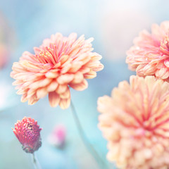 big orange garden flowers in autumn flowerbed. Soft outdoor vintage photo with romantic atmosphere