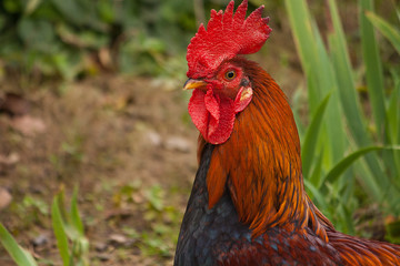 Rooster 
Rooster with red crest in a farm