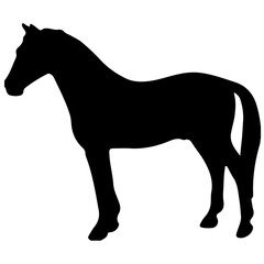 rearing up horse fine vector silhouette and outline - graceful black stallions against white