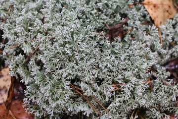 Moss in the forest between deciduous and spruce trees