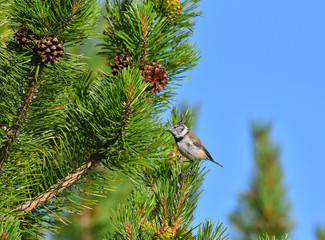 Cincia dal ciuffo posata sopra un pino