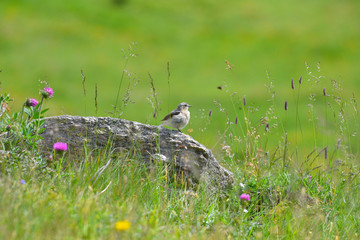 Culbianco uccellino posato sul sasso tra i fiori e l'erba del prato