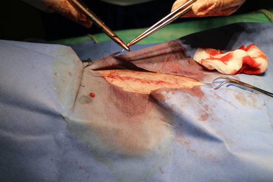 Suture of skin by dog in anestesia 