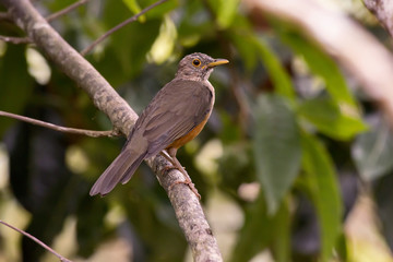 Sabiá-laranjeira (Turdus rufiventris) | Rufous-bellied Thrush photographed in Domingos Martins, Espírito Santo - Southeast of Brazil. Atlantic Forest Biome.