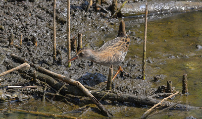 Porciglione, limicolo che cerca cibo tra il fango, in primo piano, in estate
