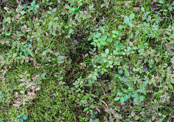 Moss Forest Soil