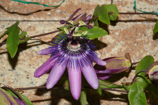 Passiflora violacea; Violette; Passionsblume