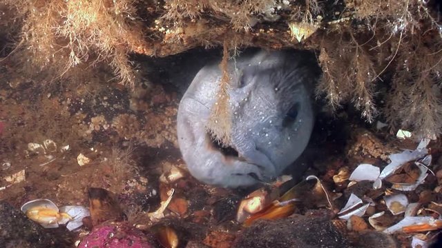 Lancet fish catfish on seabed underwater in ocean of White Sea. Swimming in amazing world of beautiful wildlife. Inhabitants in search of food. Abyssal relax diving.