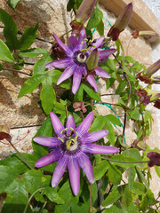Passiflora violacea; Violette; Passionsblume