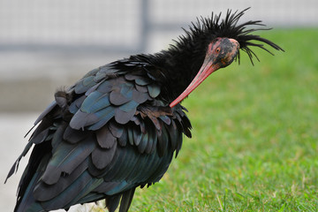 Ibis eremita che si pulisce le piume