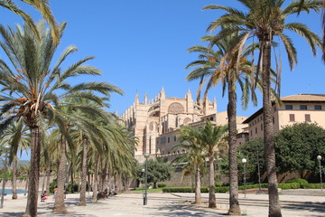Fototapeta na wymiar Cathedral de Mallorca overshadowed by palm trees