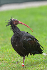 Ibis eremita sul prato in primo piano guarda a destra
