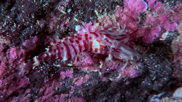 Tiger glass shrimp masked in search of food underwater seabed of White Sea. Unique video close up. Predators of marine life on the background of pure and transparent water stones.