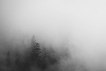 Coniferous forest in fog