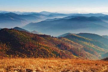 View of hills of a smoky mountain range covered in red, orange and yellow deciduous forest and green pine trees under blue cloudless sky on a warm fall day in October. Carpathians, Ukraine