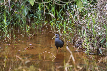 Saracura-sanã (Patagioenas plúmbea) | Blackish Rail photographed in Domingos Martins, Espírito Santo - Southeast of Brazil. Atlantic Forest Biome.