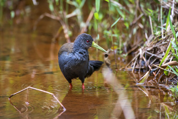 Saracura-sanã (Patagioenas plúmbea) | Blackish Rail photographed in Domingos Martins, Espírito Santo - Southeast of Brazil. Atlantic Forest Biome.