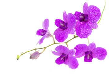 Fototapeta na wymiar orchids.image