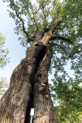 500 year old oak, which survived several lightning strikes in Jaszczurowa. Poland