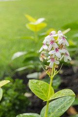 Obraz premium Small white flowers