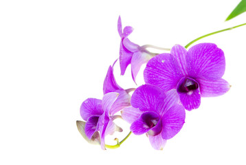 Naklejka premium orchid.image