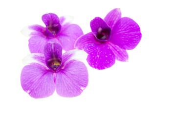 Naklejka na ściany i meble orchids.image