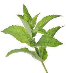 green isolated small branch of peppermint