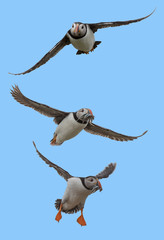 Puffins in flight