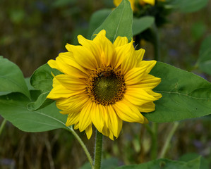 Fototapeta premium Sonnenblume; Helianthus; annuus; Oelpflanze