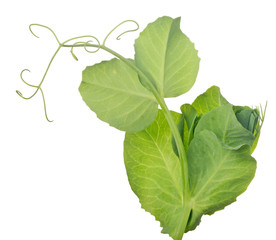 pea stem with light green leaves and curls