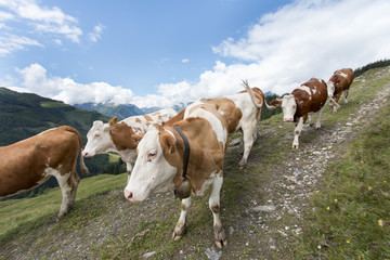 Cow with bell in the alps