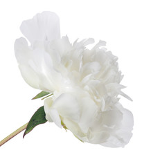 isolated white peony flower large bloom