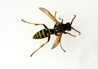 Wespe; Vespula; germanica