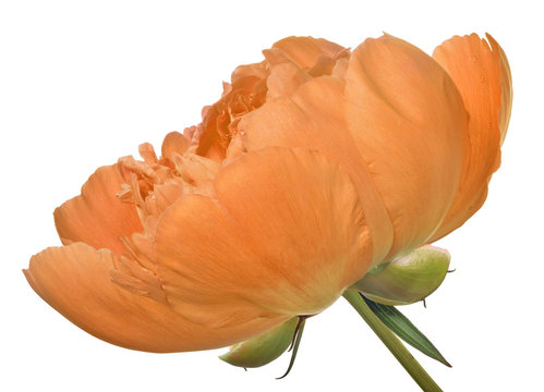 Isolated Orange Peony Bloom