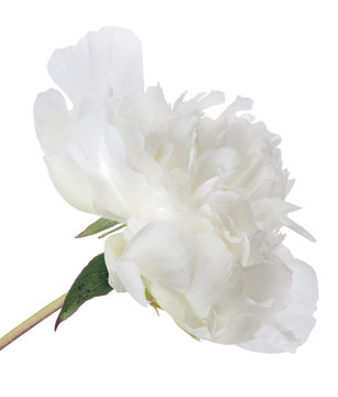 Fototapeta isolated white peony flower large bloom