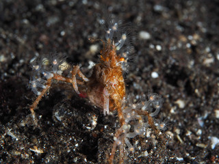 decorator crab