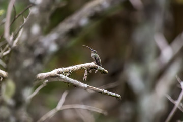 Beija-flor-cinza (Aphantochroa cirrochloris) | Sombre Hummingbird photographed in Domingos Martins, Espírito Santo - Southeast of Brazil. Atlantic Forest Biome.