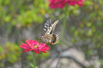 アゲハチョウとジニア