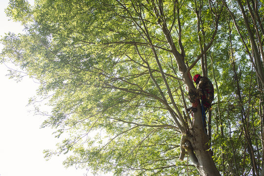 Man trimming trees in woods