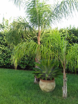 green garden and plant