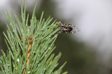 A forest spider weaves a web on a high pine branch