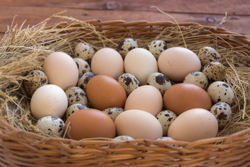 Quail and chicken eggs