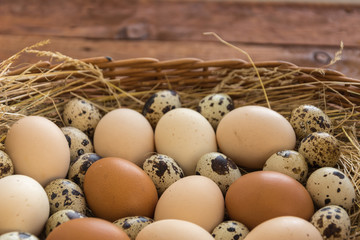 Quail and chicken eggs