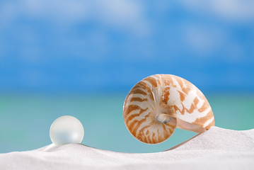 Obraz na płótnie Canvas nautilus shell on white beach sand and blue seascape background