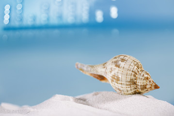 tropical seashell sea shell with ocean , beach and seascape