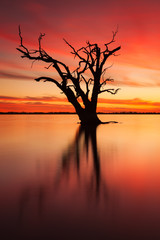 A sunset with a silhouetted redgum tree located on Lake Bonney in Barmera, south Australia
